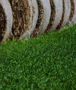 Close-up of grassland