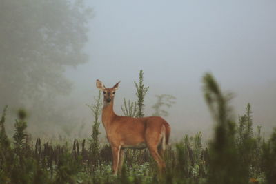 Deer standing on field against fog