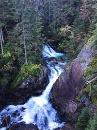 Scenic view of waterfall in forest