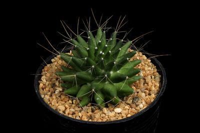 Close-up of cactus in pot