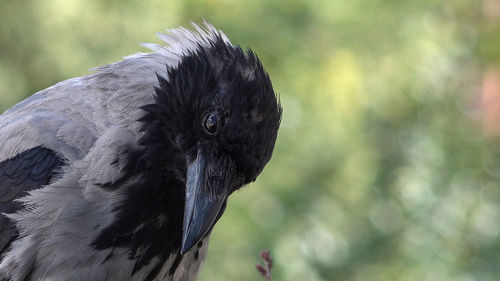 Close-up of a bird