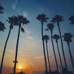 Low angle view of palm trees against sky