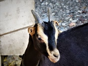 Close-up of a goat