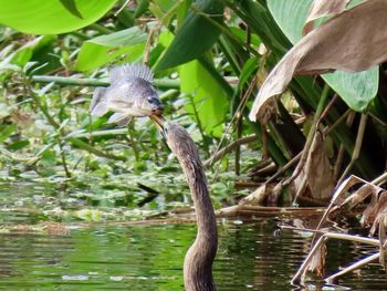 View of bird flying against plants