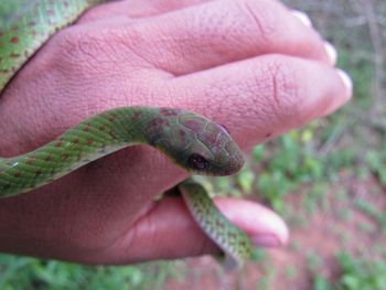 Close-up of hand holding snake