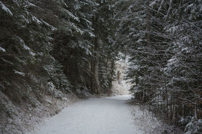 Snow covered trees in forest