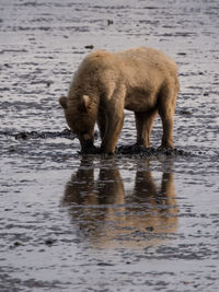 Sheep in river