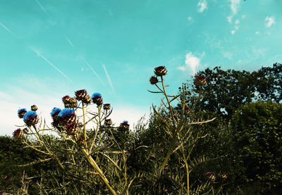 Low angle view of trees against blue sky