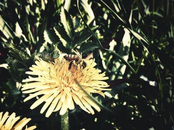 Close-up of flowers