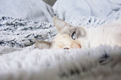 Portrait of cat relaxing on bed