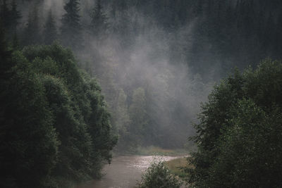 Scenic view of forest against sky