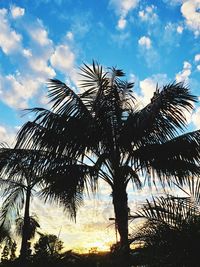 Low angle view of palm trees against sky