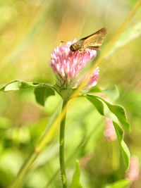 Close-up of insect on pink flower