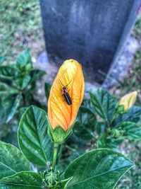 Close-up of insect on yellow flower