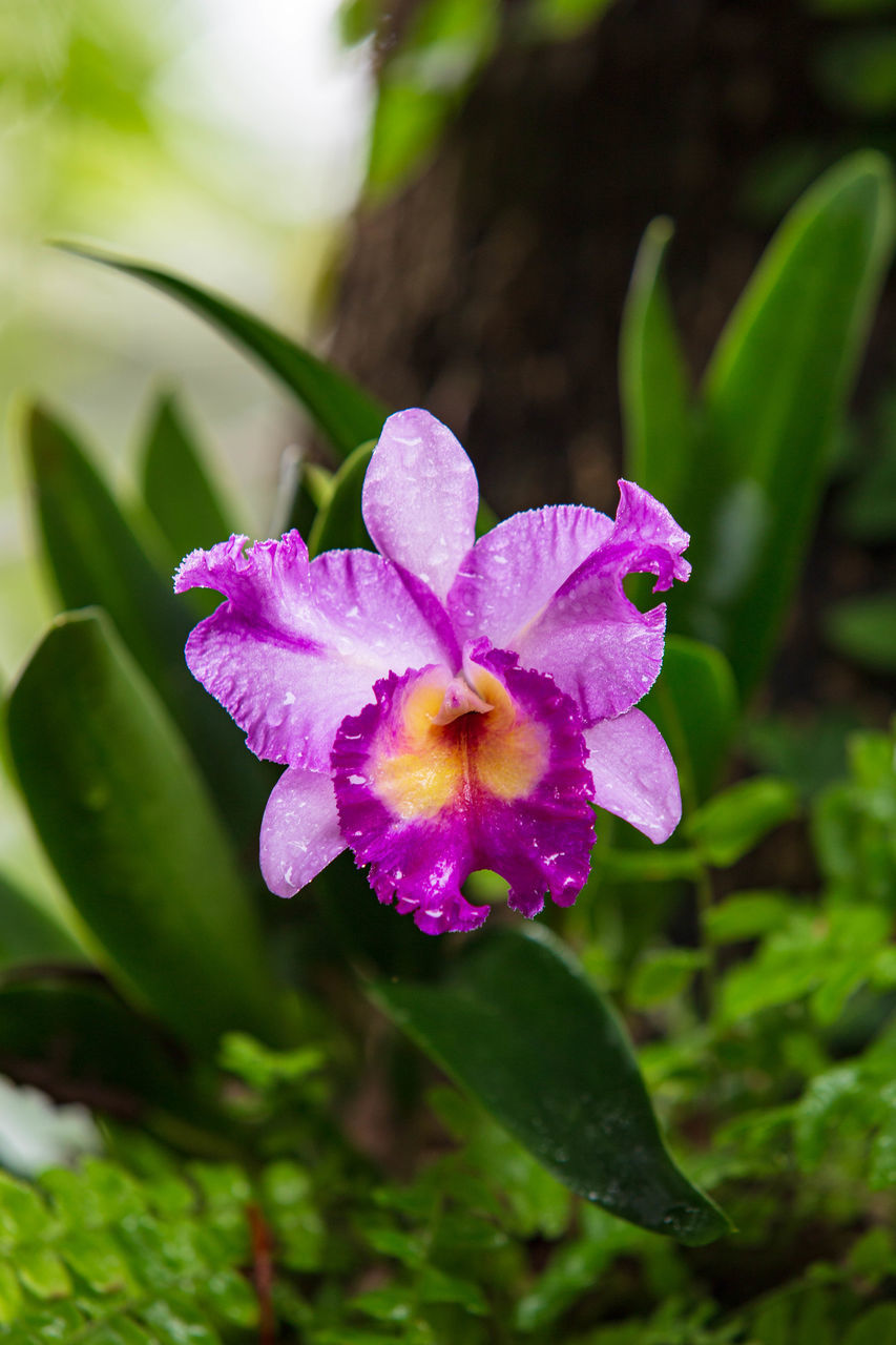 CLOSE-UP OF PINK FLOWER