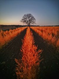 Bare tree on field against sky