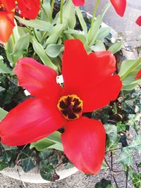 Close-up of red flowers blooming outdoors