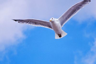 Low angle view of seagulls flying against blue sky