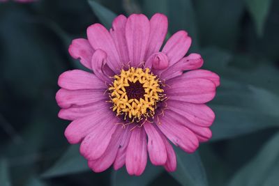 Close-up of pink flower
