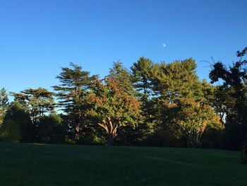 Trees on grassy field against clear blue sky