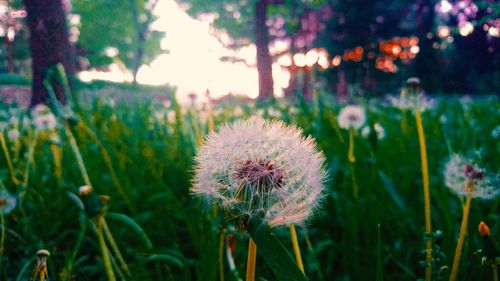 Close-up of dandelion flower on field