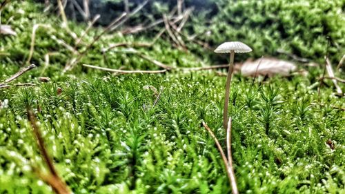 Close-up of mushroom on field