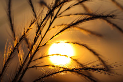 Close-up of stalks against sunset