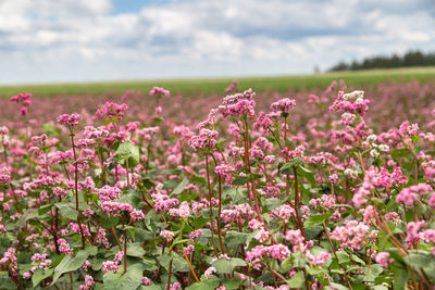 Close-up of purple flowering plants on field