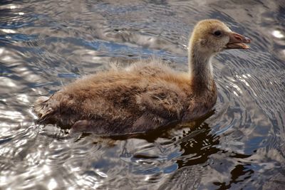 Duck swimming in lake