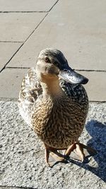 Close-up of bird