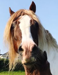 Close-up of a horse against the sky