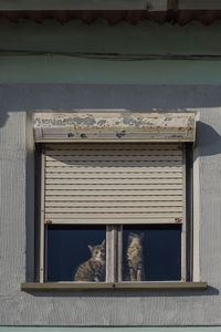 Cats looking through window of house