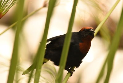 Close-up of bird perching on plant