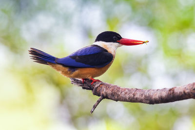 Close-up of bird perching on branch