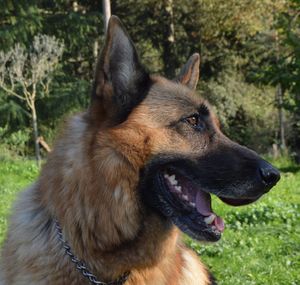 Close-up of dog in park