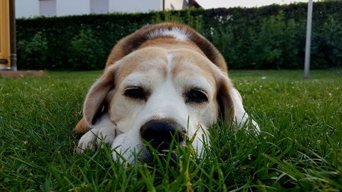 Portrait of dog relaxing on field