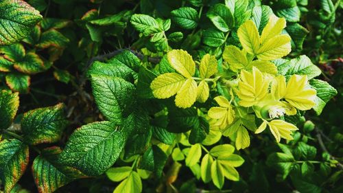 Close-up of yellow flowering plant