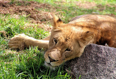 Portrait of a cat resting on field