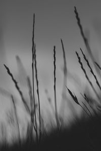 Close-up of stalks in field against sky