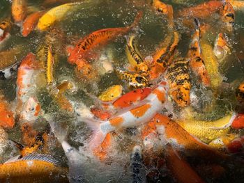 Fish swimming in lake