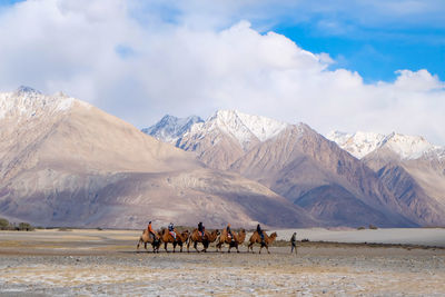 The camel driver drives four camels with tourists in india.