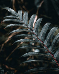 Close-up of plant