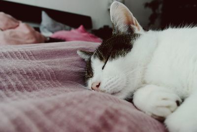 Close-up of cat sleeping