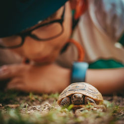 Close-up of shell on field