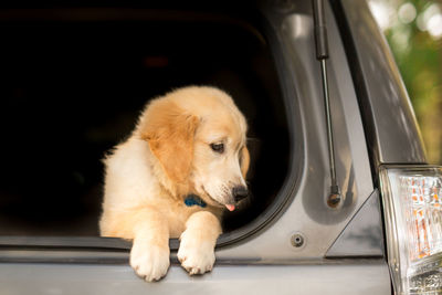 Golden retriever puppy in the hatch of a car