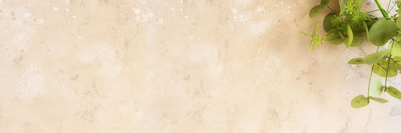 High angle view of fresh green leaves