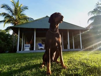 Dog standing on field