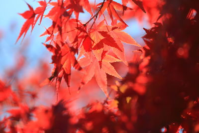 Low angle view of maple tree against sky during autumn