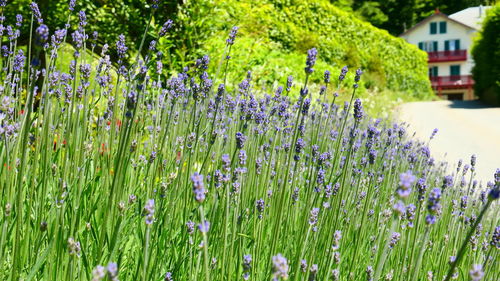 Close-up of purple flowering plants on field