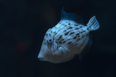 Close-up of fish swimming in sea